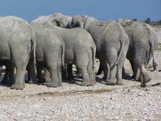 Fototapeta premium Elefantenhintern