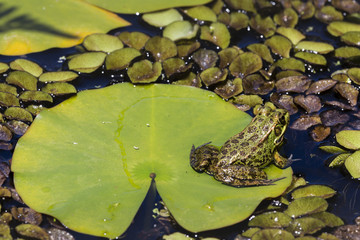 Fototapeta premium Green Frog in a wetland