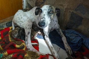 Perra Galga recién parida con su camada de cachorros de caza