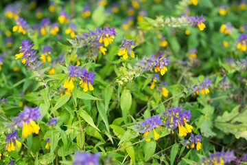 Wood cow wheat flowers