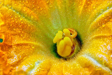 Marrow flower interior with droplets