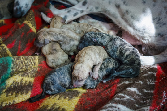 Perra Galga reci&eacute;n parida con su camada de cachorros de caza