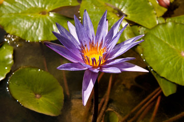 water lily,Lotus