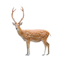 Obraz premium beautiful sika deer