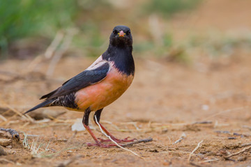 Rosy Starling (Pastor roseus) on the ground 