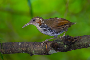 Close up of Large Scimitar Babbler ( Pomatorhinus hypoleucos ) 