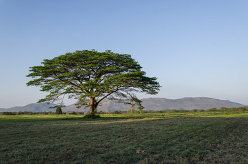 big tree on field