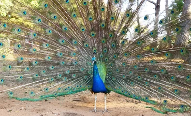 Fotobehang Peacock's ostentation © Simun Ascic