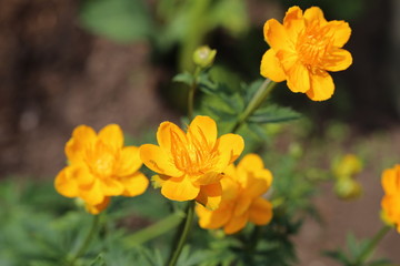 wild flowers on the white background