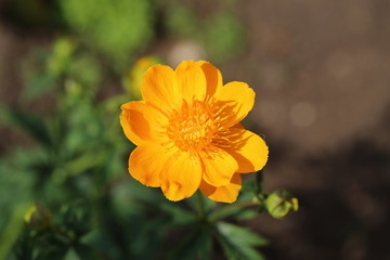 wild flowers on the white background