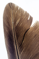 Extreme closeup macro view of brown Bird feather isolated on white