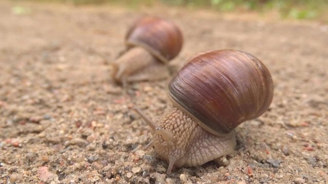two snails crawling each other