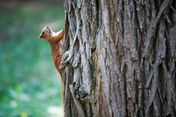 Obraz premium grey squirrel