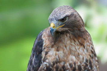 Buzzard, Buteo buteo, Head