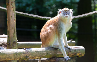 Patas Monkey in Zoo, Erythrocebus patas