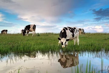 Crédence de cuisine en verre imprimé Vache vaches paissant dans les pâturages au bord de la rivière