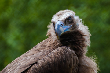 Vulture, Aegypius monachus