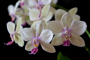 Fototapeta na wymiar Орхидеи.