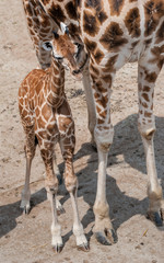 Obraz premium Rothschild Giraffe, Giraffa camelopardalis rothschildi, Young