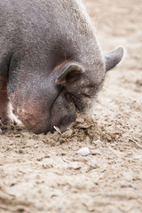 Vietnamese Pot-bellied pig as a pet