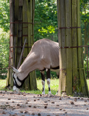 South Africa Oryx, Oryx gazella gazella
