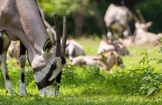 South Africa Oryx, Oryx gazella gazella