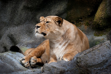 Fototapeta na wymiar Lying Lioness on Rock in Zoo