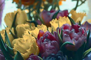 Bouquet of yellow and purple tulips