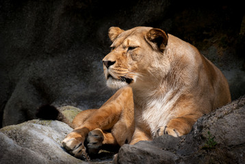 Isolated Lying Lioness