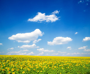 field of sunflowers and blue sun sky