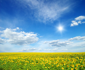 field of sunflowers