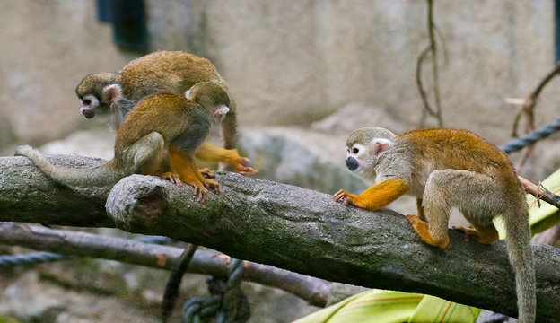 Common Squirrel Monkey, Saimiri sciureus