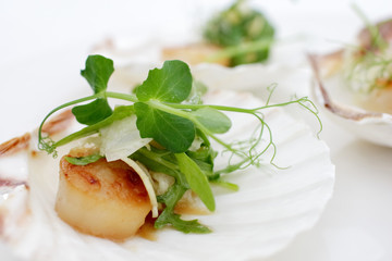 appetizer close-up: scallops, onion fennel, herbs