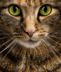 Cat Staring Intensely into the Camera