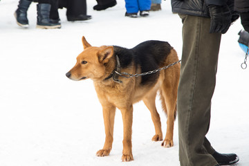 Photo of red color mongrel dog