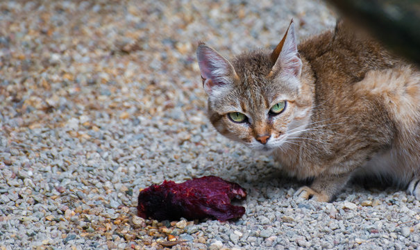Cat Arabic, Felis silvestris gordoni