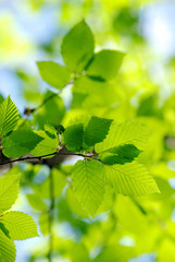 green leaves