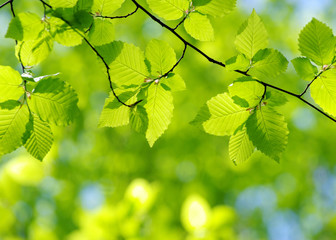 green leaves
