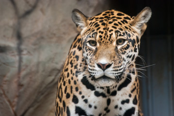 Fototapeta na wymiar American Jaguar