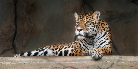 Amerikanischer Jaguar