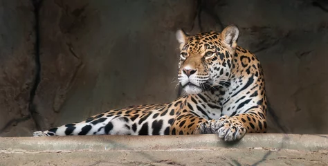 Foto auf Acrylglas Panther Amerikanischer Jaguar