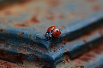 Ladybug_2