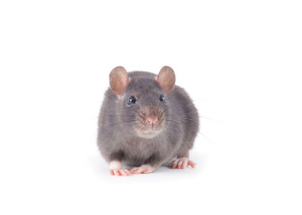  rat