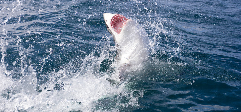 Side view of a Great white shark (carcharodon carcharias) breaching the water surface in the Indian Ocean, South Africa
