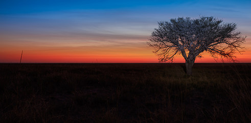 Fototapeta na wymiar Lonely tree sunset.