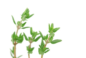 thyme
