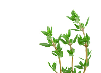 thyme