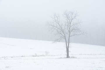 Single Tree in Snow Covered Field on Foggy Morning