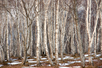 Obraz premium 白樺の森