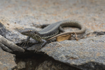 Lagartixa-da-Madeira, Lacerta dugesii.